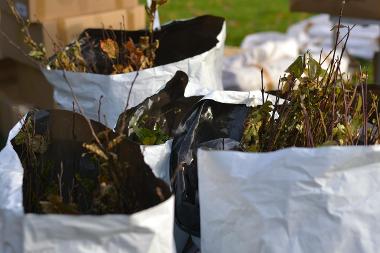 Photograph of tree packs shows twigs and leaves sticking up out of a bag